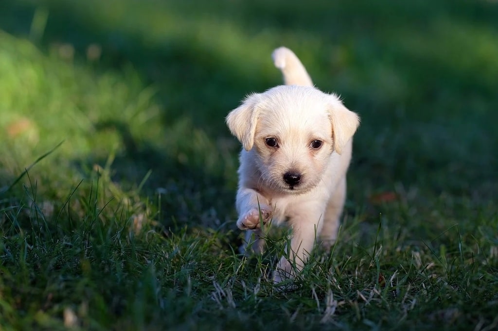 Comment bien éduquer un chiot en douceur