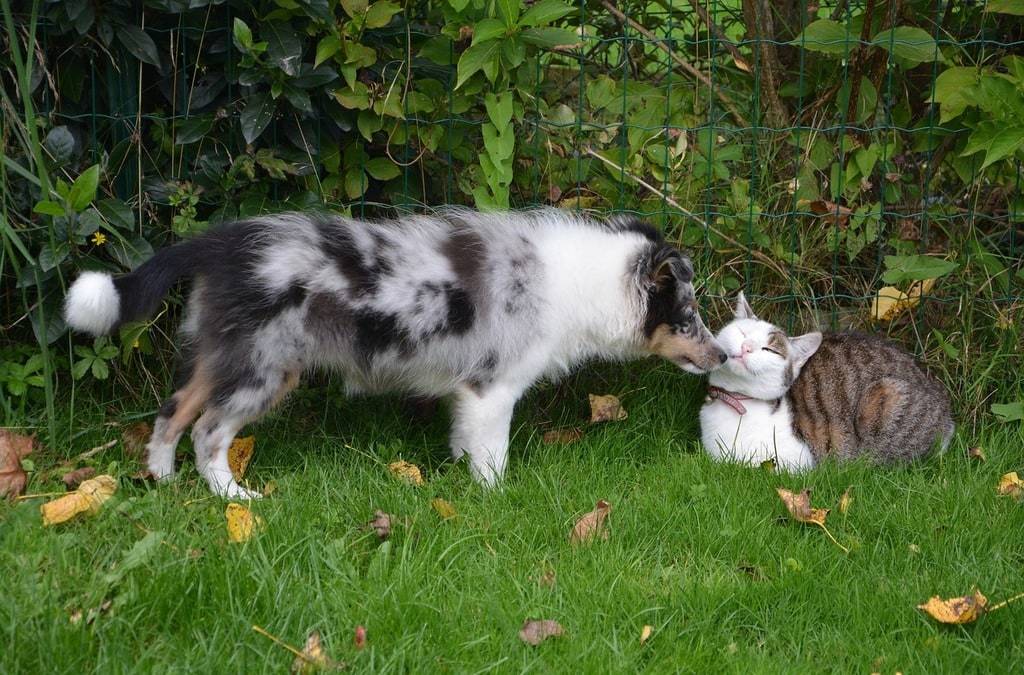 Comment gérer les conflits entre un chat et un chien ?