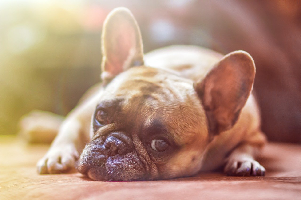 Santé animale les bases d'une routine efficace