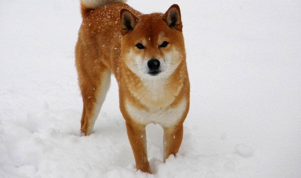 Pourquoi choisir un Shiba Inu ?