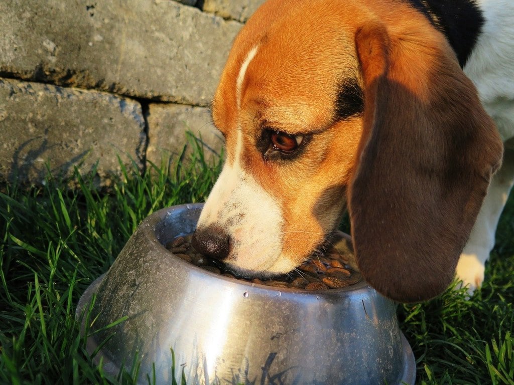 Education canine : les bases pour instaurer une relation de confiance avec son chien
