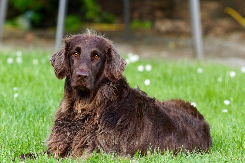 Surveiller des signes anormaux chez mon chien