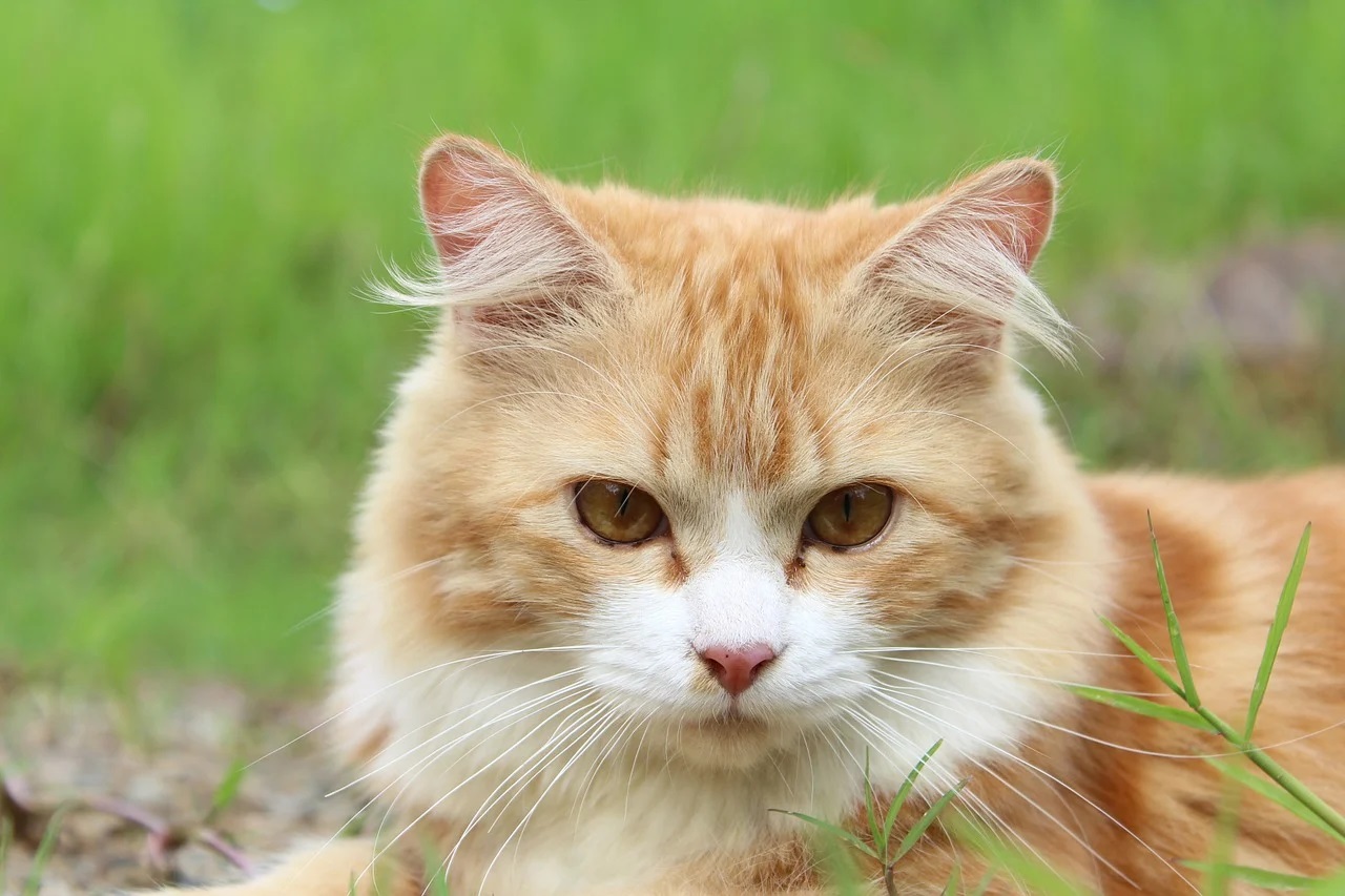 Surveiller l'alimentation et l'hydratation de son chat