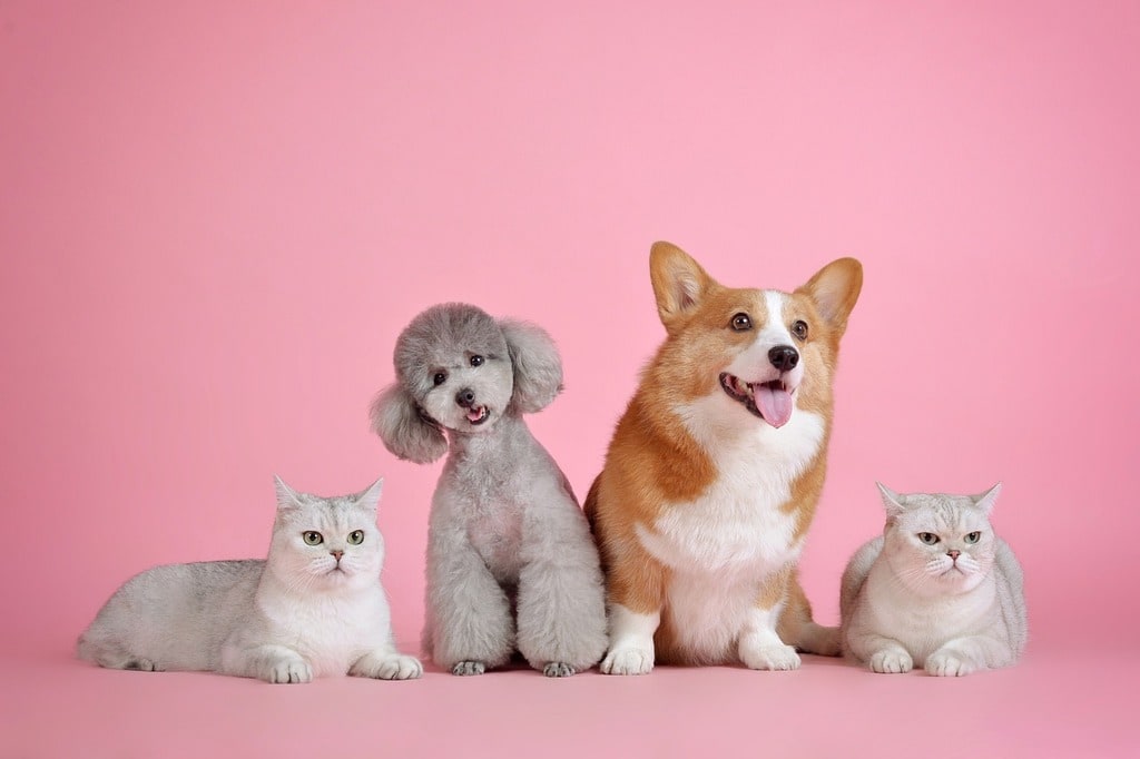 Comment bien choisir des croquettes de qualité pour son animal &nbsp;?